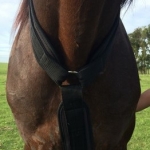 Pechera de Nylon Regulable forrado con Fieltro